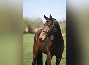 Oldenburger Springpferd, Wallach, 5 Jahre, 169 cm, Brauner