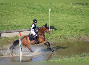 Oldenburger Springpferd, Wallach, 5 Jahre, 169 cm, Brauner