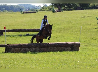 Oldenburger Springpferd, Wallach, 5 Jahre, 169 cm, Brauner