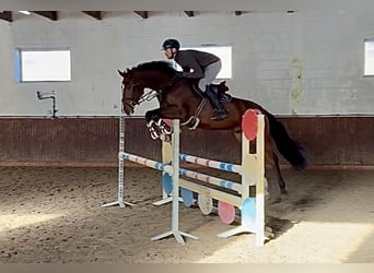 Oldenburger Springpferd, Wallach, 5 Jahre, 169 cm, Dunkelbrauner