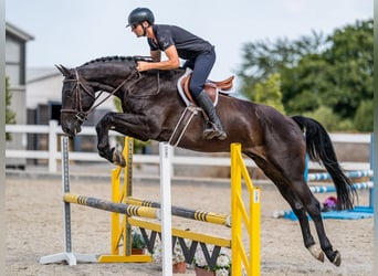 Oldenburger Springpferd, Wallach, 5 Jahre, 169 cm, Rappe