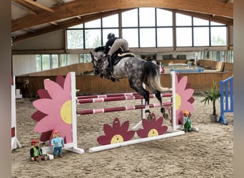 Oldenburger Springpferd, Wallach, 5 Jahre, 170 cm, Apfelschimmel