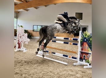 Oldenburger Springpferd, Wallach, 5 Jahre, 170 cm, Apfelschimmel