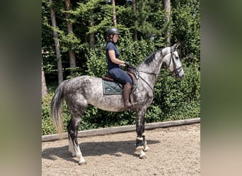 Oldenburger Springpferd, Wallach, 5 Jahre, 170 cm, Apfelschimmel