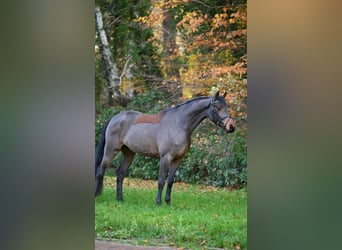 Oldenburger Springpferd, Wallach, 5 Jahre, 170 cm, Brauner