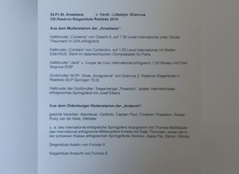 Oldenburger Springpferd, Wallach, 5 Jahre, 170 cm, Brauner