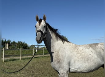 Oldenburger Springpferd, Wallach, 5 Jahre, 170 cm, Schimmel