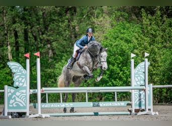 Oldenburger Springpferd, Wallach, 5 Jahre, 170 cm, Schimmel