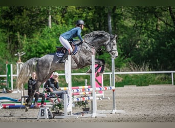 Oldenburger Springpferd, Wallach, 5 Jahre, 170 cm, Schimmel