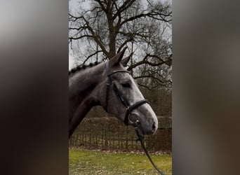 Oldenburger Springpferd, Wallach, 5 Jahre, 170 cm, Schimmel