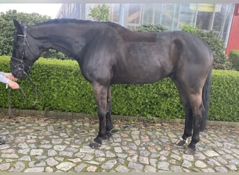 Oldenburger Springpferd, Wallach, 5 Jahre, 170 cm, Schwarzbrauner