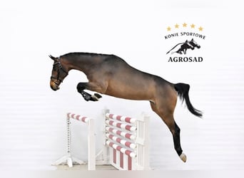 Oldenburger Springpferd, Wallach, 5 Jahre, 171 cm, Brauner