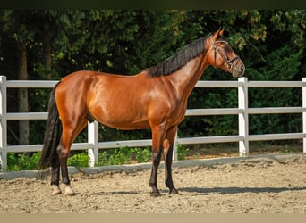 Oldenburger Springpferd, Wallach, 5 Jahre, 172 cm, Brauner