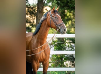 Oldenburger Springpferd, Wallach, 5 Jahre, 172 cm, Brauner