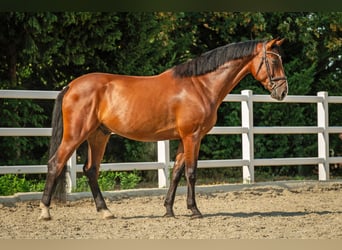 Oldenburger Springpferd, Wallach, 5 Jahre, 172 cm, Brauner