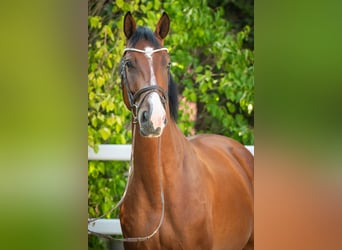 Oldenburger Springpferd, Wallach, 5 Jahre, 172 cm, Brauner