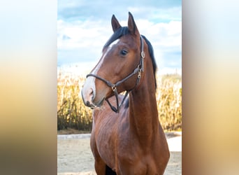 Oldenburger Springpferd, Wallach, 5 Jahre, 172 cm, Brauner