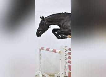 Oldenburger Springpferd, Wallach, 5 Jahre, 172 cm, Dunkelbrauner