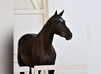 Oldenburger Springpferd, Wallach, 5 Jahre, 172 cm, Dunkelbrauner