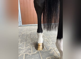 Oldenburger Springpferd, Wallach, 5 Jahre, 172 cm, Schwarzbrauner