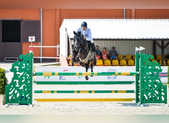 Oldenburger Springpferd, Wallach, 5 Jahre, 172 cm, Schwarzbrauner