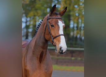 Oldenburger Springpferd, Wallach, 5 Jahre, 173 cm, Brauner