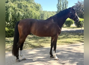 Oldenburger Springpferd, Wallach, 5 Jahre, 173 cm, Brauner