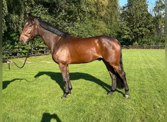 Oldenburger Springpferd, Wallach, 5 Jahre, 173 cm, Brauner