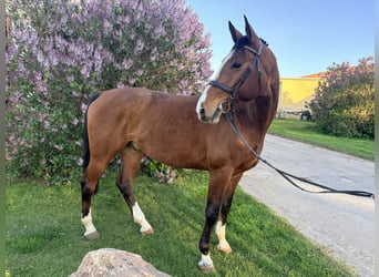 Oldenburger Springpferd, Wallach, 5 Jahre, 174 cm, Brauner