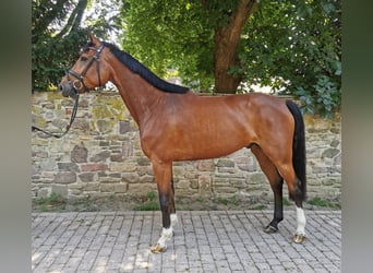 Oldenburger Springpferd, Wallach, 5 Jahre, 175 cm, Brauner