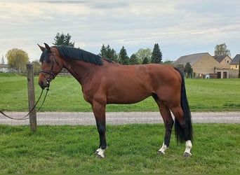 Oldenburger Springpferd, Wallach, 5 Jahre, 175 cm, Brauner
