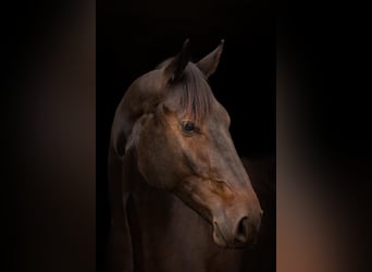 Oldenburger Springpferd, Wallach, 5 Jahre, 175 cm, Dunkelbrauner