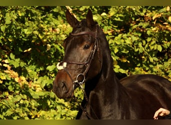 Oldenburger Springpferd, Wallach, 5 Jahre, 175 cm, Dunkelbrauner