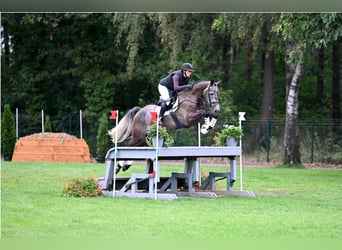 Oldenburger Springpferd, Wallach, 5 Jahre, 175 cm, Schimmel