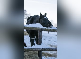 Oldenburger Springpferd, Wallach, 5 Jahre, 176 cm, Rappe
