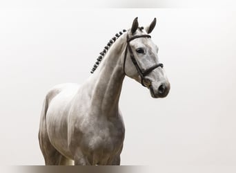 Oldenburger Springpferd, Wallach, 5 Jahre, 176 cm, Schimmel