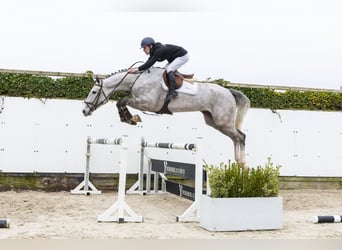 Oldenburger Springpferd, Wallach, 5 Jahre, 176 cm, Schimmel