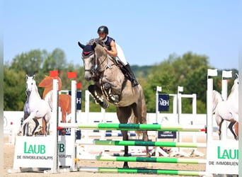 Oldenburger Springpferd, Wallach, 5 Jahre, 178 cm, Braunfalbschimmel