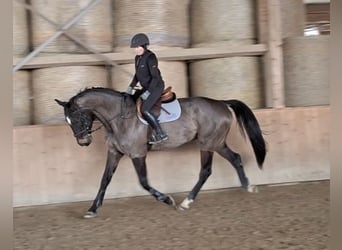 Oldenburger Springpferd, Wallach, 5 Jahre, 178 cm