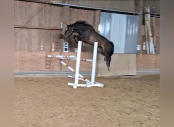 Oldenburger Springpferd, Wallach, 5 Jahre, 178 cm