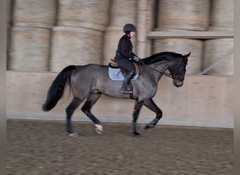Oldenburger Springpferd, Wallach, 5 Jahre, 178 cm