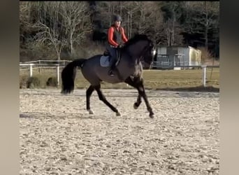 Oldenburger Springpferd, Wallach, 5 Jahre, 178 cm
