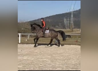Oldenburger Springpferd, Wallach, 5 Jahre, 178 cm