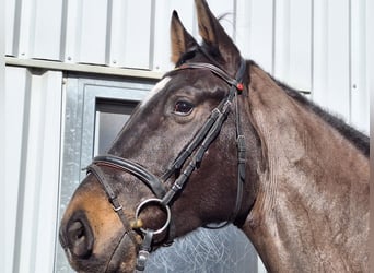Oldenburger Springpferd, Wallach, 5 Jahre, 178 cm
