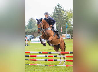 Oldenburger Springpferd, Wallach, 5 Jahre, 179 cm, Brauner