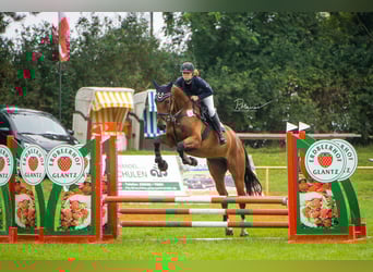 Oldenburger Springpferd, Wallach, 5 Jahre, 179 cm, Brauner