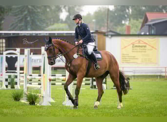 Oldenburger Springpferd, Wallach, 5 Jahre, 179 cm, Brauner
