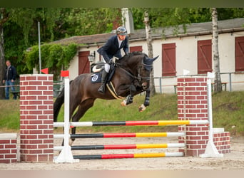 Oldenburger Springpferd, Wallach, 5 Jahre, 184 cm, Schwarzbrauner