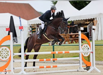 Oldenburger Springpferd, Wallach, 5 Jahre, 184 cm, Schwarzbrauner