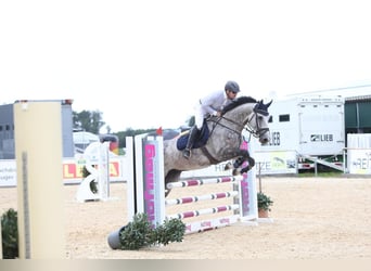 Oldenburger Springpferd, Wallach, 5 Jahre, 185 cm, Apfelschimmel